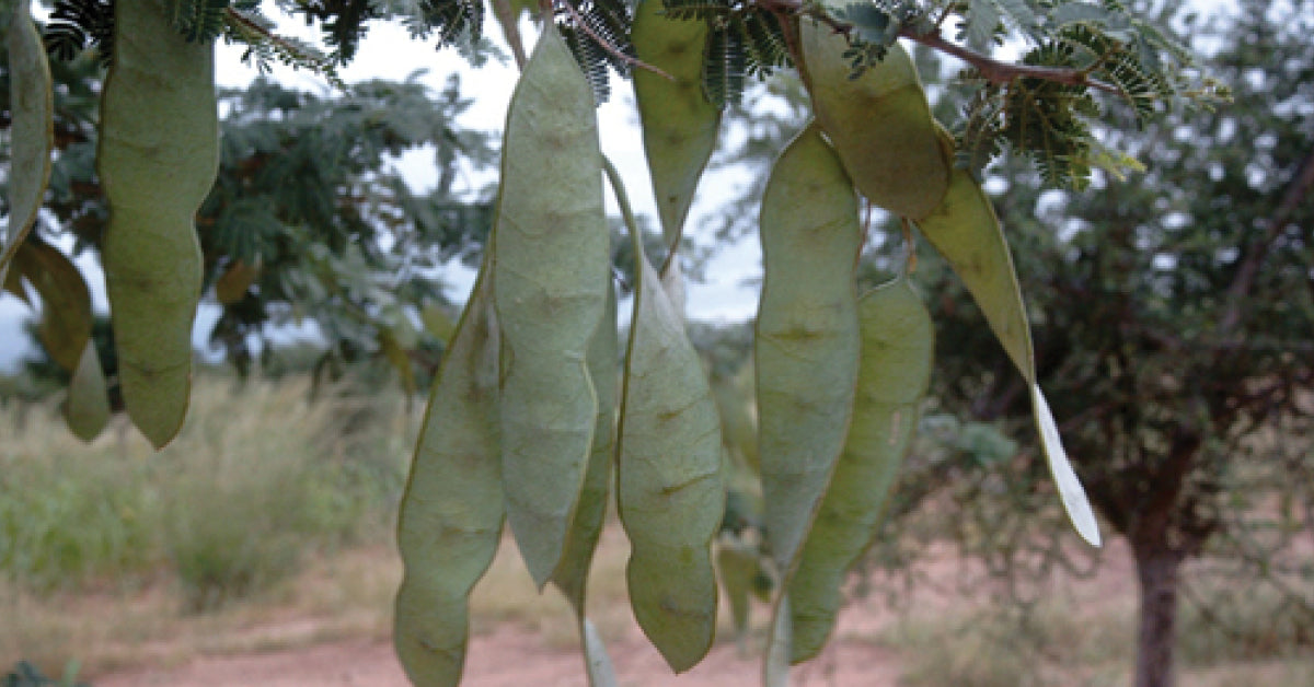 Organic Acacia Gum: Health Benefits & Uses